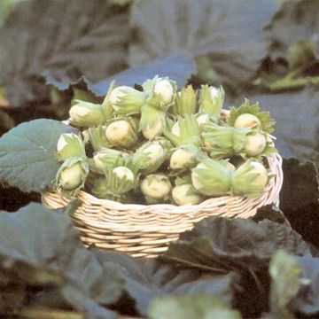 Euroopanpähkinäpensas Fertile de Coutard