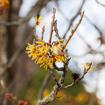 Kiinantaikapähkinä Pallida