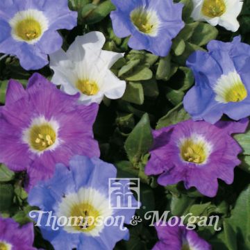 Nolana paradoxa Sun Belle Mixed (siemenet)