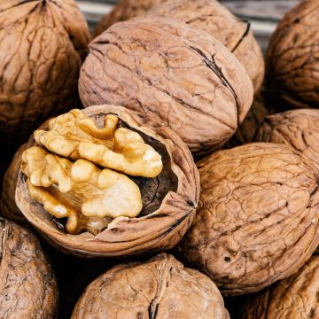 Saksanjalopähkinä - Juglans regia