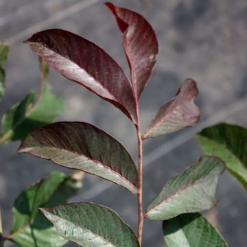 Saksanjalopähkinä Purpurea