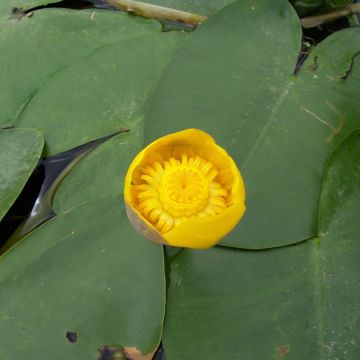 Ulpukka - Nuphar lutea
