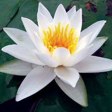 Lumme Alba Delicata