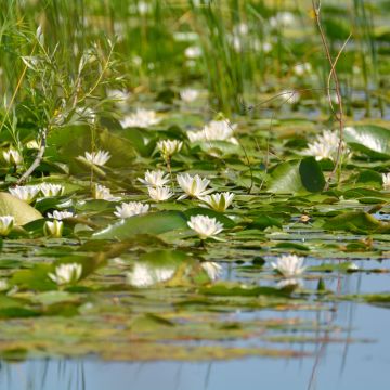 Pohjanlumme - Nymphaea candida