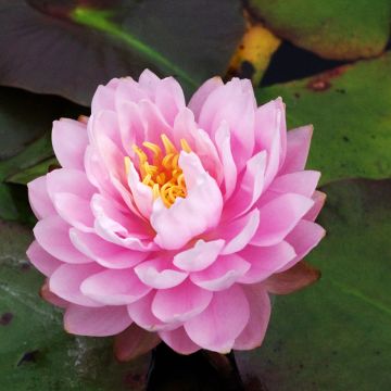 Lumme Dahlia