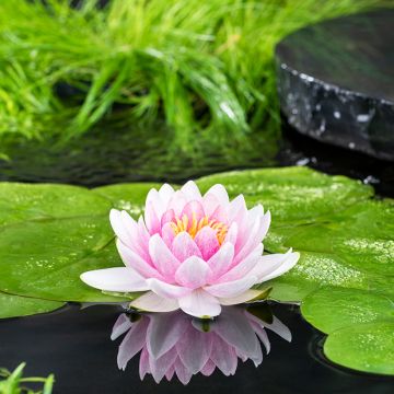 Lumme Madame Wilfron Gonnère (Pink Gonnère)