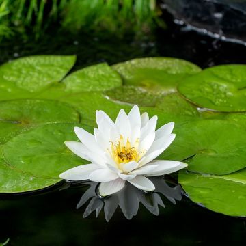 Lumme Marliacea Albida