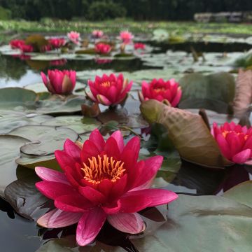 Lumme Marliacea Ignea
