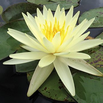Lumme Yellow Queen