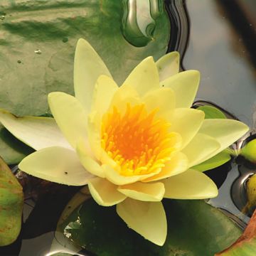 Lumme Yellow Sensation