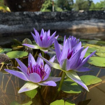 Lumme - Nymphaea colorata