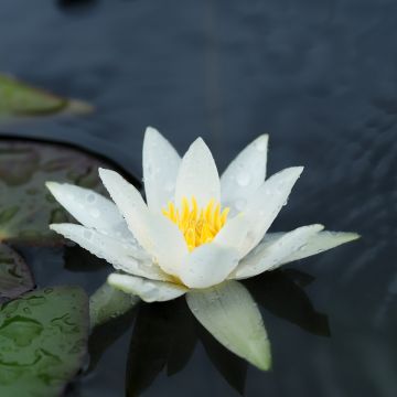 Suomenlumme - Nymphaea tetragona