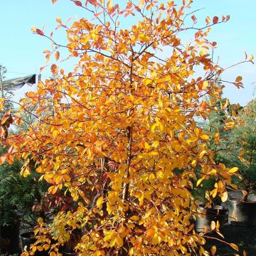 Mustatupelo Autumn Cascades