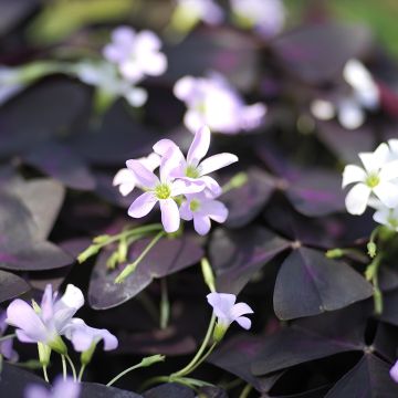 Kolmiokäenkaali - Oxalis triangularis