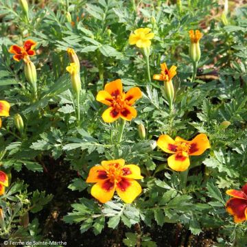 Ryhmäsamettikukka luomu - Tagetes patula