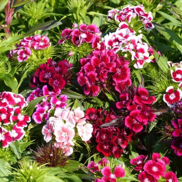 Harjaneilikka T&M Auricula Eyed mixed (siemenet)
