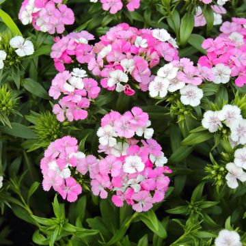 Harjaneilikka Jolt Pink Magic