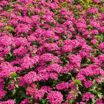 Harjaneilikka Jolt Pink