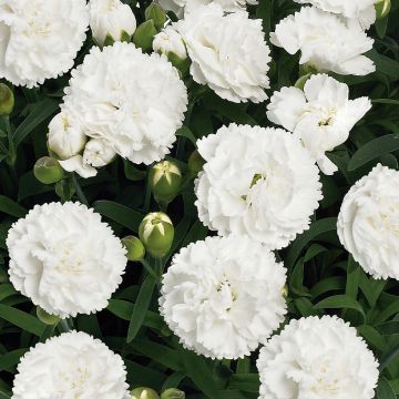 Neilikka Sunflor Cosmos