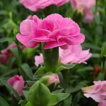 Neilikka Sunflor Evert