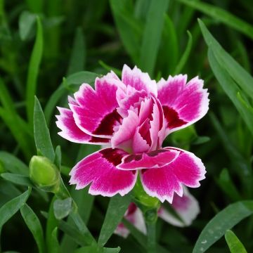 Harjaneilikka Sunflor Red Esta