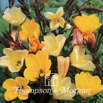 Heloki Apricot Delight (siemenet)