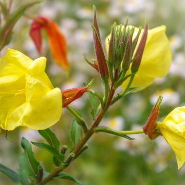 Jättihelokki - Oenothera glazioviana