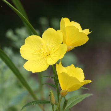 Isohelokki - Oenothera missouriensis