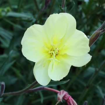 Tankihelokki Sulphurea