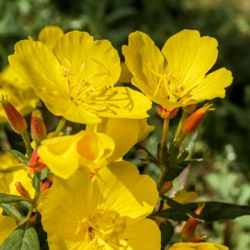 Kultahelokki - Oenothera tetragona