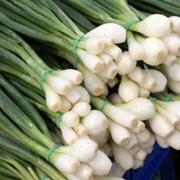 Hopeasipuli White Lisbon - Allium cepa