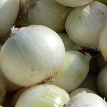 Hopeasipuli Blanc de Rebouillon