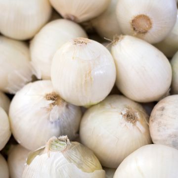 Hopeasipuli Blanc très hâtif de Vaugirard