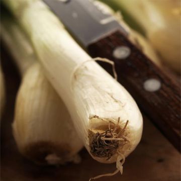 Vihersipuli Ishikura Long White luomu