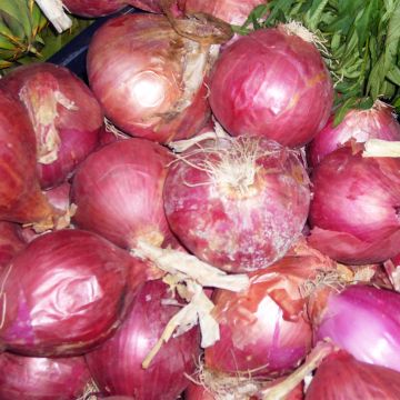 Punasipuli Morada de Amposta luomu