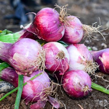 Punasipuli Purplette