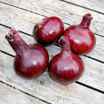Punasipuli Red Karmen luomu taimena