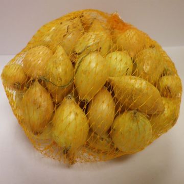 Keltasipuli Senshyu Yellow taimena