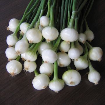 Hopeasipuli taimena - Allium cepa