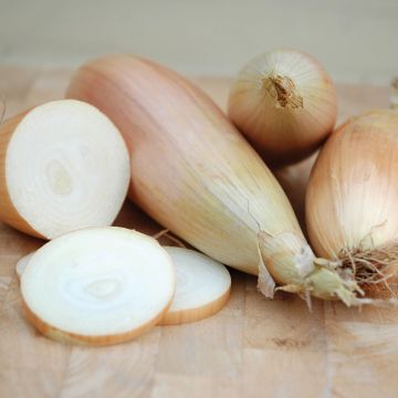 Keltasipuli Kappa