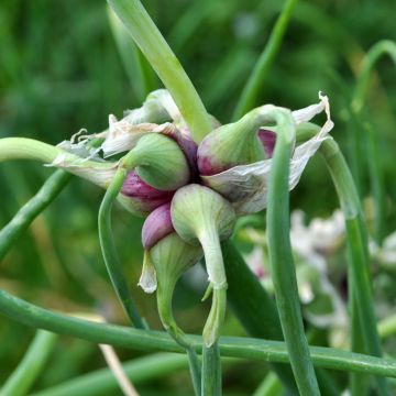 Ilmasipuli - Allium x proliferum