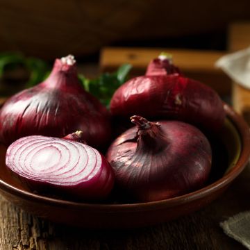 Punasipuli Noordhollandse Bloerode Bio
