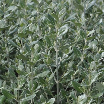 Puuasteri - Olearia traversii
