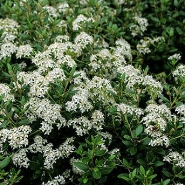 Puuasteri - Olearia x haastii
