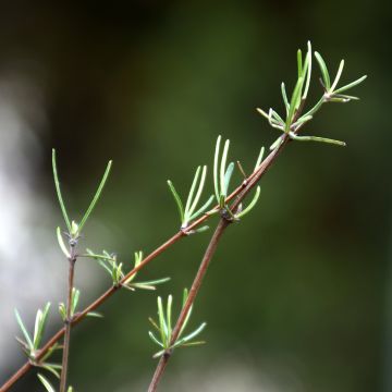 Puuasteri - Olearia virgata