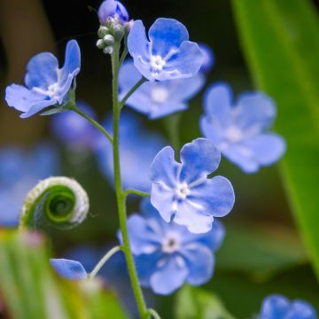 Turkinkaihonkukka - Omphalodes cappadocica