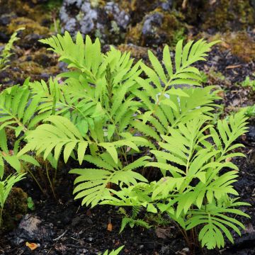Helmisaniainen - Onoclea sensibilis