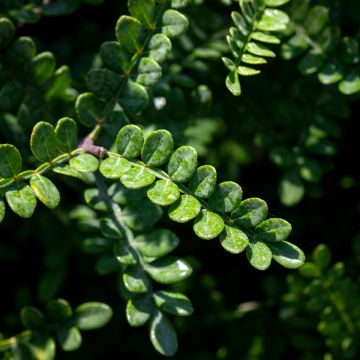 Norsuparipuu - Operculicarya decaryi