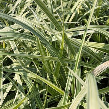 Isokäärmeenparta Albo Variegata