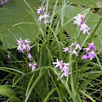 Käärmeenparra - Ophiopogon chingii